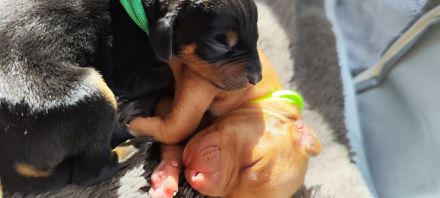 Süße Labrador -Vizsla Welpen