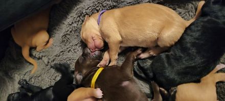 Süße Labrador -Vizsla Welpen