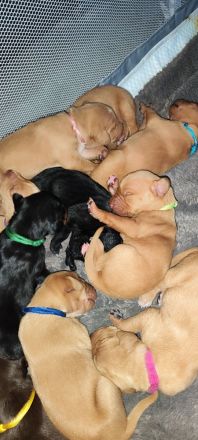 Süße Labrador -Vizsla Welpen