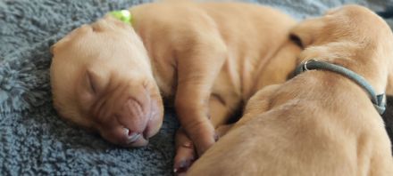 Süße Labrador -Vizsla Welpen