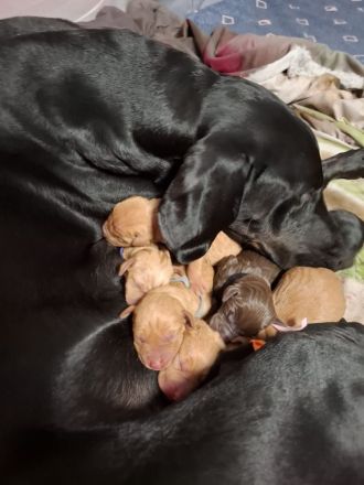 Süße Labrador -Vizsla Welpen