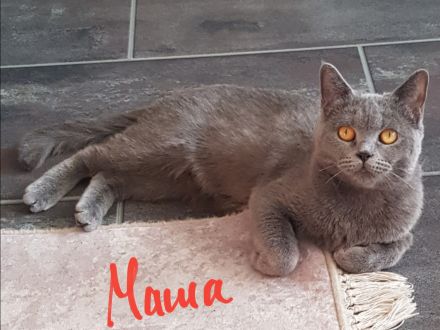 BKH Britisch Kurzhaar Kitten mit Starter-Paket