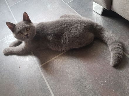 BKH Britisch Kurzhaar Kitten mit Starter-Paket