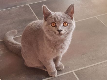 BKH Britisch Kurzhaar Kitten mit Starter-Paket