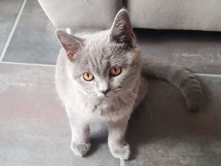 BKH Britisch Kurzhaar Kitten mit Starter-Paket