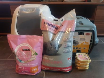 BKH Britisch Kurzhaar Kitten mit Starter-Paket