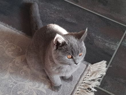 BKH Britisch Kurzhaar Kitten mit Starter-Paket