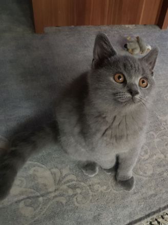 BKH Britisch Kurzhaar Kitten mit Starter-Paket