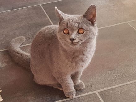 BKH Britisch Kurzhaar Kitten mit Starter-Paket