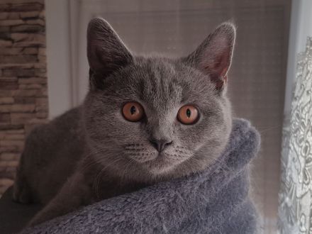 BKH Britisch Kurzhaar Kitten mit Starter-Paket