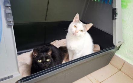 Abraxas - schwarze Schönheit