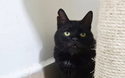 Abraxas - schwarze Schönheit