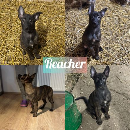 Liebevoll aufgezogene Australian Shepherd x Malinois Welpen – bereit für ihr Abenteuer mit dir!