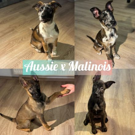 Liebevoll aufgezogene Australian Shepherd x Malinois Welpen – bereit für ihr Abenteuer mit dir!