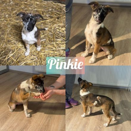 Liebevoll aufgezogene Australian Shepherd x Malinois Welpen – bereit für ihr Abenteuer mit dir!