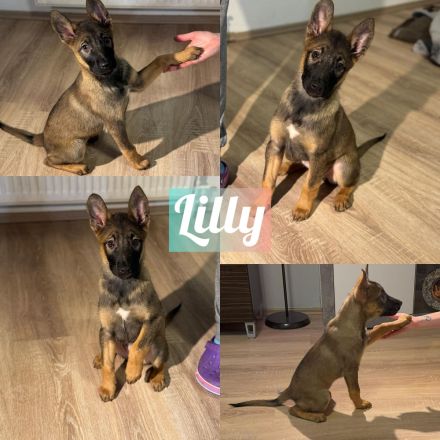 Liebevoll aufgezogene Australian Shepherd x Malinois Welpen – bereit für ihr Abenteuer mit dir!