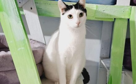 Zuhause gesucht für Marico