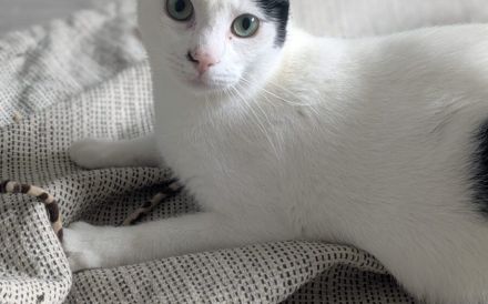 Zuhause gesucht für Marico