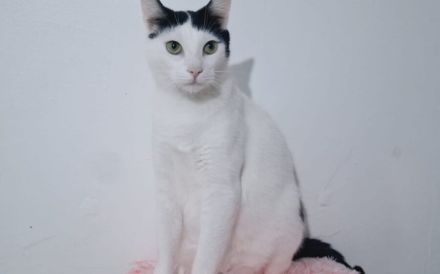 Zuhause gesucht für Marico