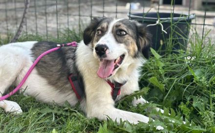 Tala - zarte Schönheit