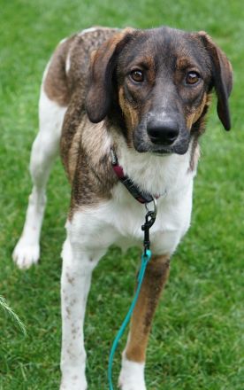 Diona, geb. ca. 05/2024, lebt auf einer Pflegestelle in 48291 Telgte