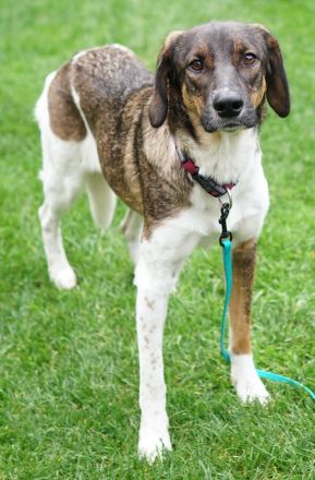 Diona, geb. ca. 05/2024, lebt auf einer Pflegestelle in 48291 Telgte