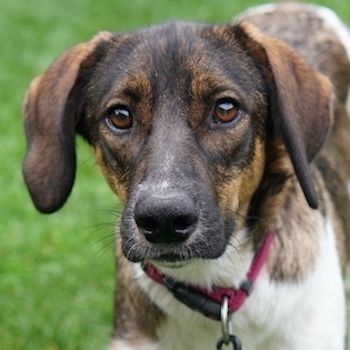 Diona, geb. ca. 05/2024, lebt auf einer Pflegestelle in 48291 Telgte