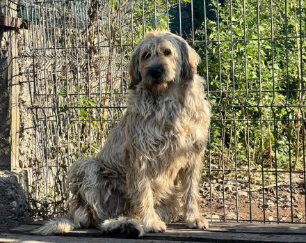 Hummel summt sich in dein Herz