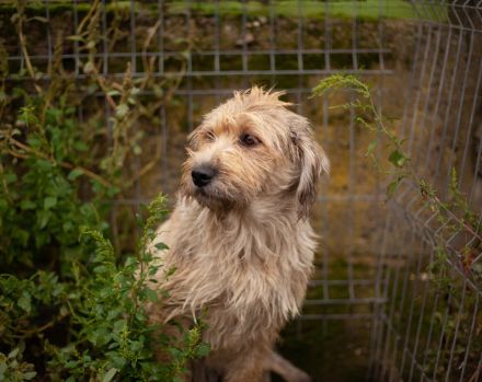 Hummel summt sich in dein Herz