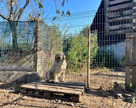 Hummel summt sich in dein Herz