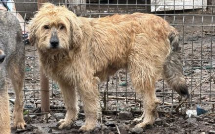 Hummel summt sich in dein Herz