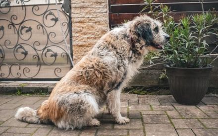 Kuschelige Brioche sucht ihre Familie