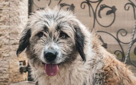 Kuschelige Brioche sucht ihre Familie