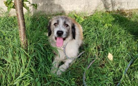 Kuschelige Brioche sucht ihre Familie