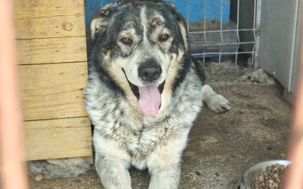 Senior Aris sucht Alterswohnsitz