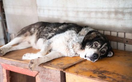 Senior Aris sucht Alterswohnsitz