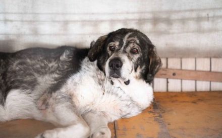 Senior Aris sucht Alterswohnsitz