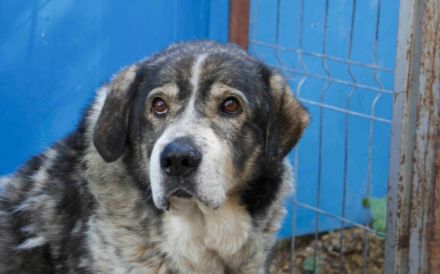 Senior Aris sucht Alterswohnsitz