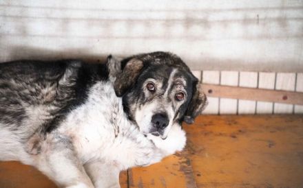 Senior Aris sucht Alterswohnsitz