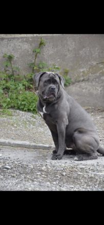 💪🐾 Cane Corso Deckrüde „Halk“ – Kraft, Charakter & Klasse 🐾💪