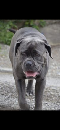 💪🐾 Cane Corso Deckrüde „Halk“ – Kraft, Charakter & Klasse 🐾💪