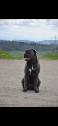 💪🐾 Cane Corso Deckrüde „Halk“ – Kraft, Charakter & Klasse 🐾💪