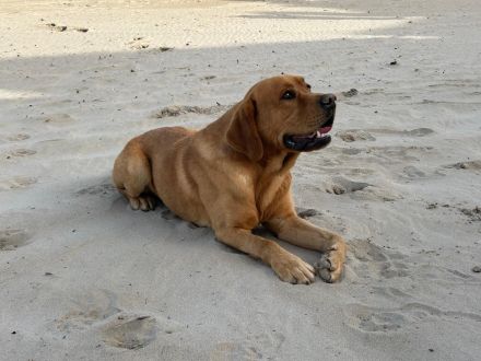 Deckrüde Labrador foxred mit Stammbaum und Internationaler Champion