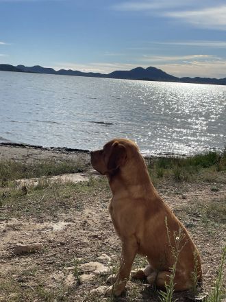 Deckrüde Labrador foxred mit Stammbaum und Internationaler Champion