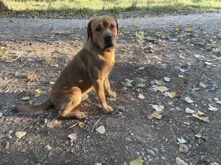 Deckrüde Labrador foxred mit Stammbaum und Internationaler Champion
