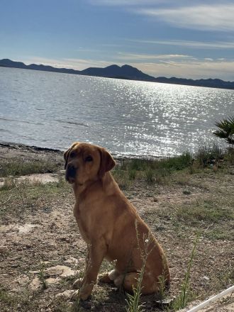 Deckrüde Labrador foxred mit Stammbaum und Internationaler Champion