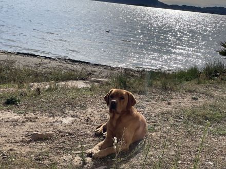 Deckrüde Labrador foxred mit Stammbaum und Internationaler Champion