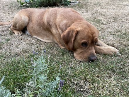 Deckrüde Labrador foxred mit Stammbaum und Internationaler Champion. Er ist perfekt!!!