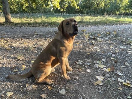 Deckrüde Labrador foxred mit Stammbaum und Internationaler Champion