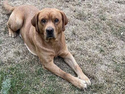 Deckrüde Labrador foxred mit Stammbaum und Internationaler Champion. Er ist perfekt!!!